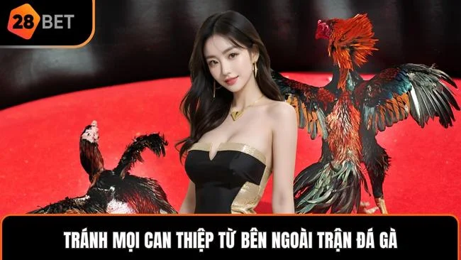 Tránh mọi can thiệp từ bên ngoài trận đá gà